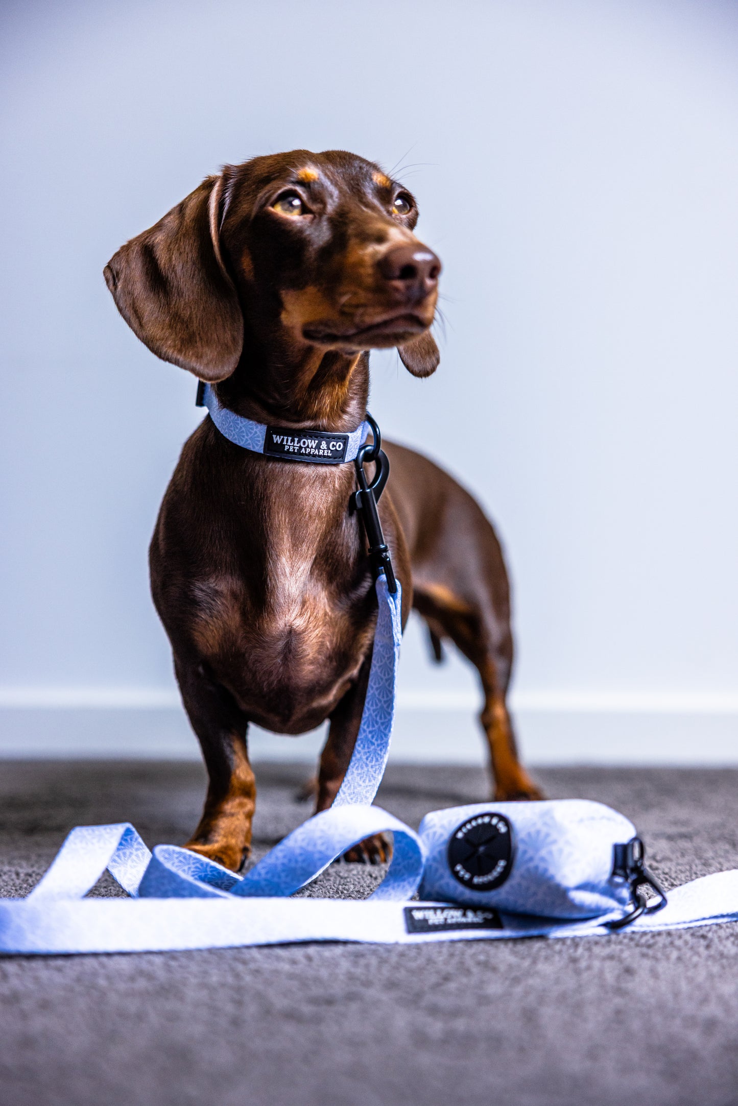 Collar Bundle - Lagoon