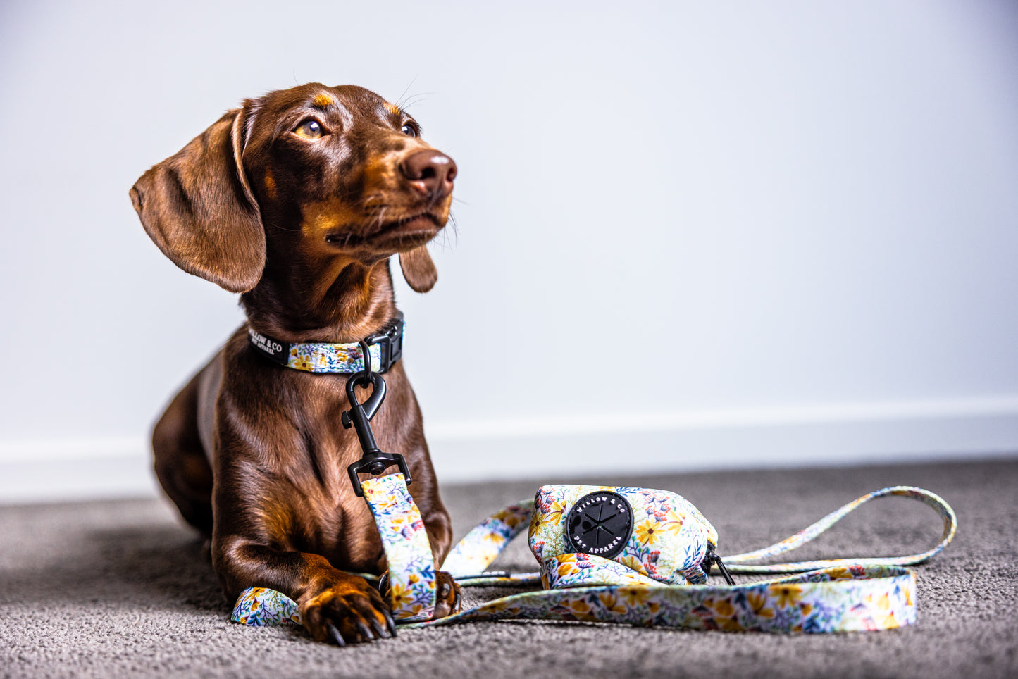 Collar Bundle - Wildflower