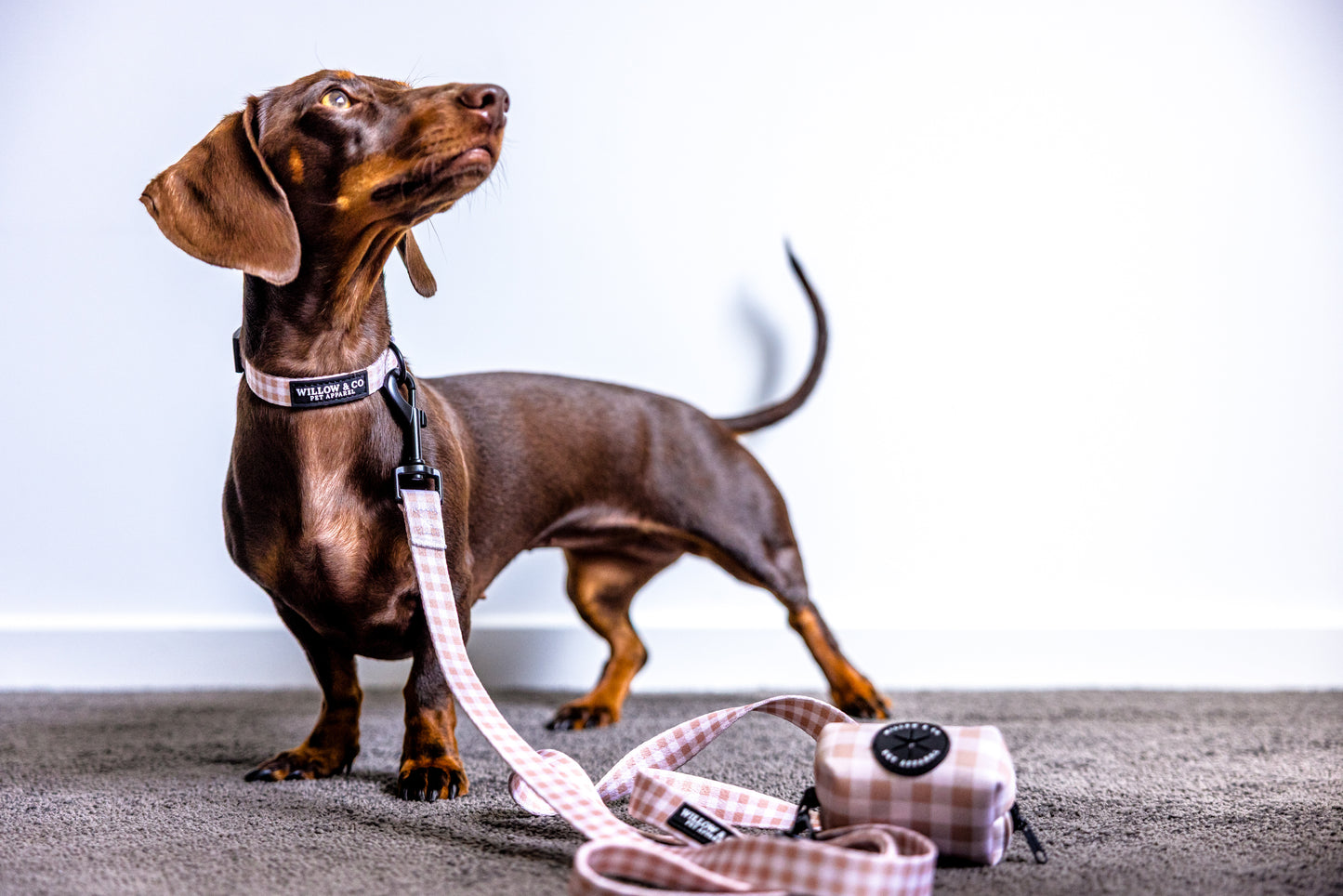 Collar Bundle - Chai